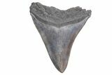 Bargain, Fossil Megalodon Tooth - South Carolina #358977-1